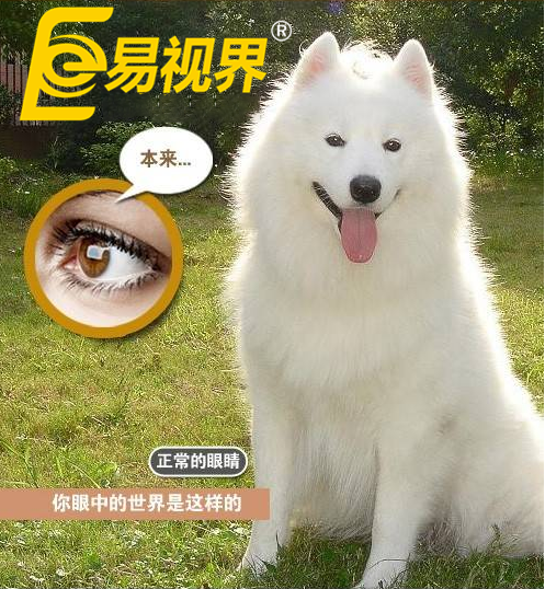 不一樣的眼病，不一樣的世界