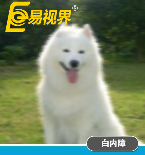 不一樣的眼病，不一樣的世界