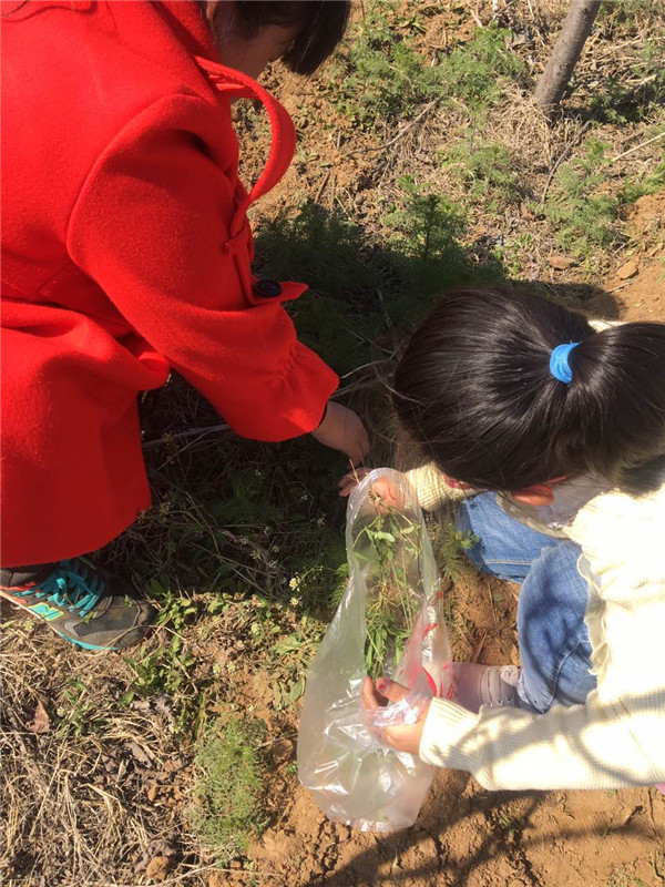 易視界小客戶(hù)在認真挖野菜