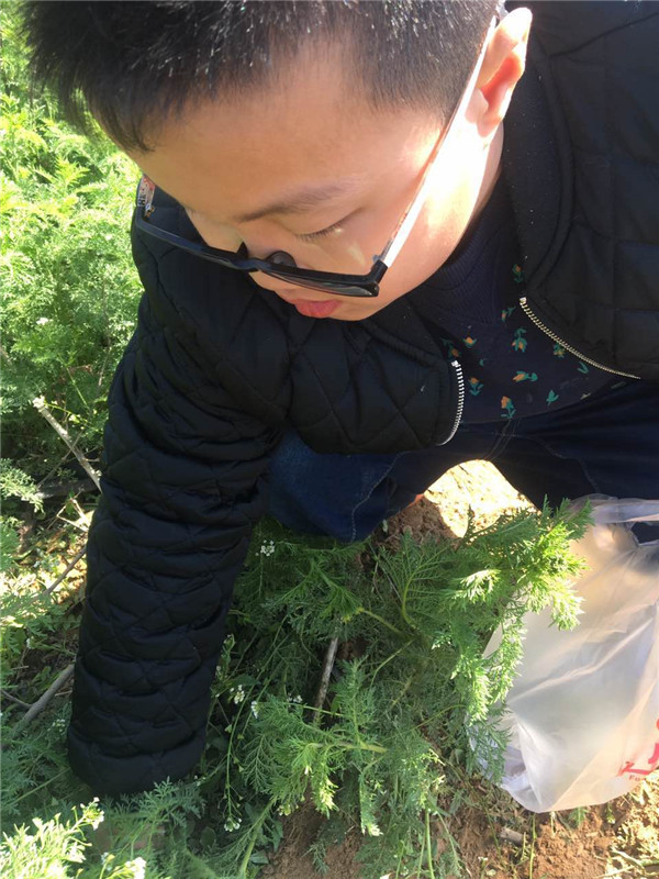 易視界小客戶(hù)在認真挖野菜